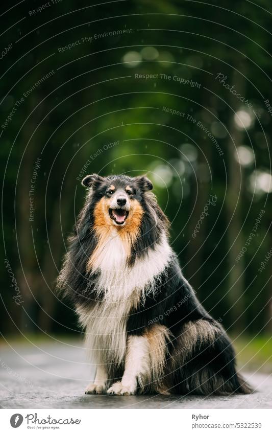 Tricolour Collie, Funny Scottish Collie, Long-haired Collie, English Collie, Lassie Dog Outdoors In Summer Day. Portrait. Black-and-tan And White Fur Color