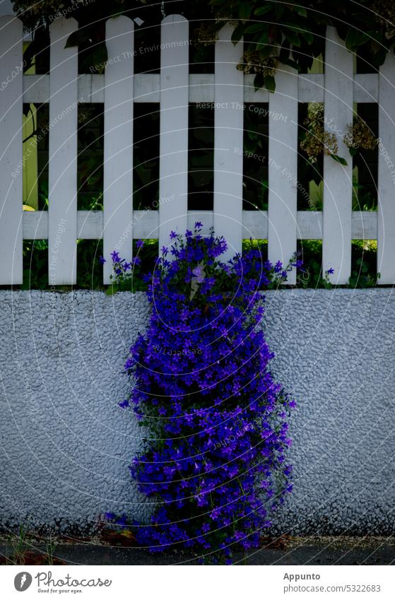 On a white garden fence, a carpet of flowers of bright blue bellflowers (Campanula) pours down to the ground Garden fence garden wall Fence Wall (barrier) White