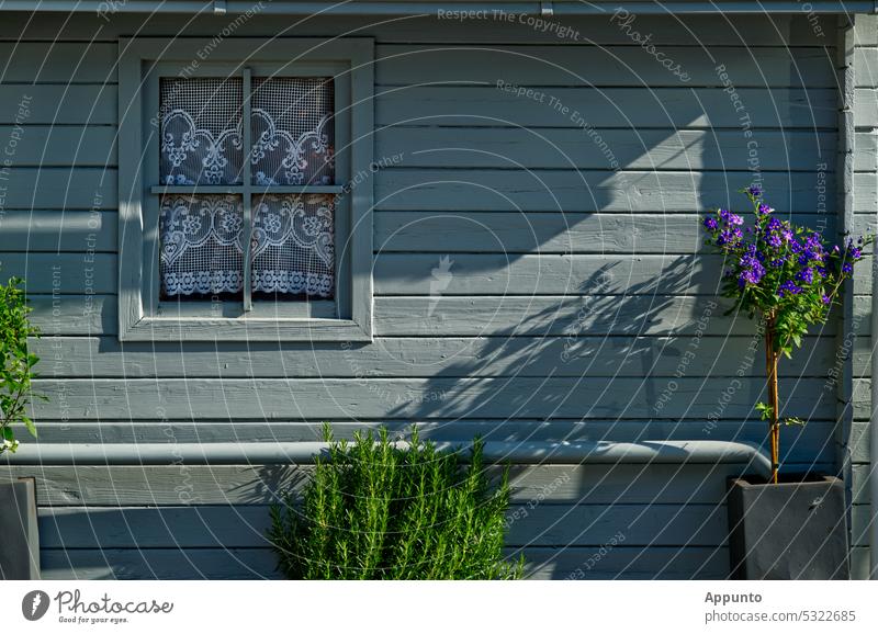In front of a sunlit light gray painted garden shed with a small window with embroidered curtains grows a lavender bush and a small blue flowering tree