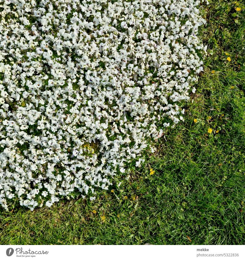 A round number of flowers (#300) Meadow Flower meadow Daisy Spring Grass Blossom Green Garden Blossoming White Summer Nature Spring fever Environment naturally