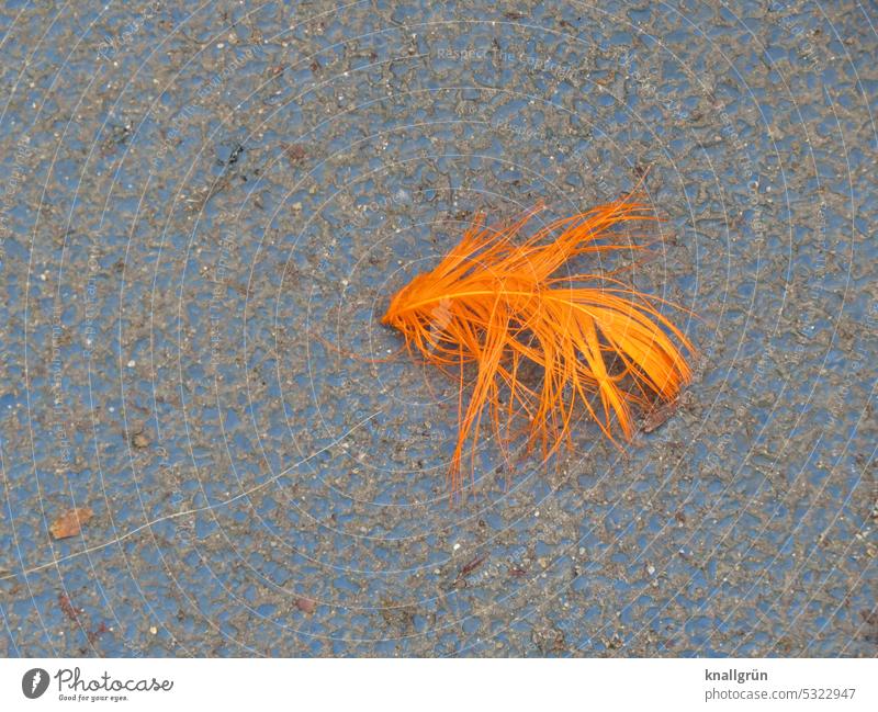 feather Feather Orange Close-up Exterior shot Deserted Colour photo Soft Nature Delicate Ease Detail Macro (Extreme close-up) light as a feather Ground Lie Easy