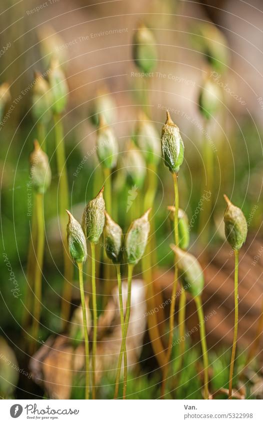 *600* idle Moss Green Macro (Extreme close-up) Nature Small Blade of grass Plant Stalk Close-up Grass grasses Deserted Spring