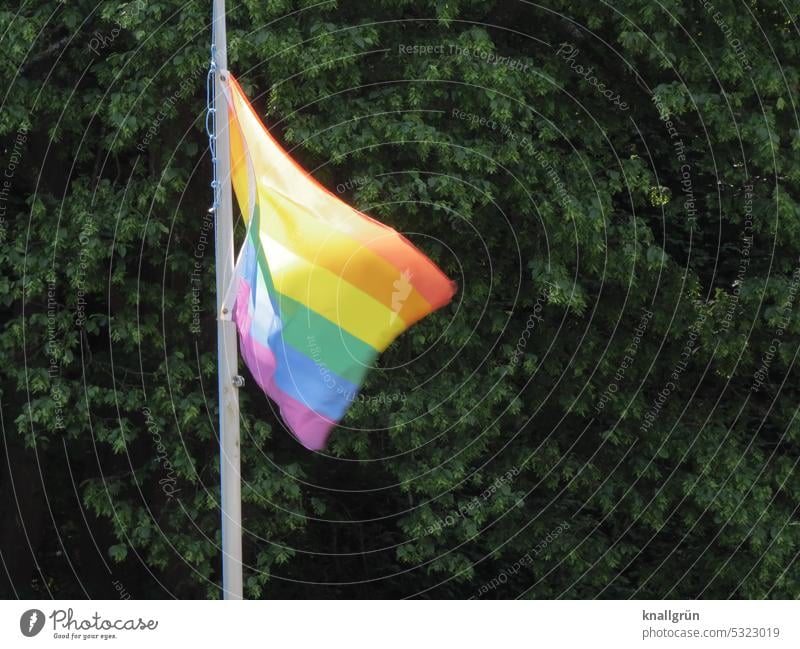 rainbow flag Rainbow equal rights Tolerant Acceptance gay lesbian Man LGBTQ Homosexual Freedom variety Equality Flag Love Transgender Sexuality symbol Pride