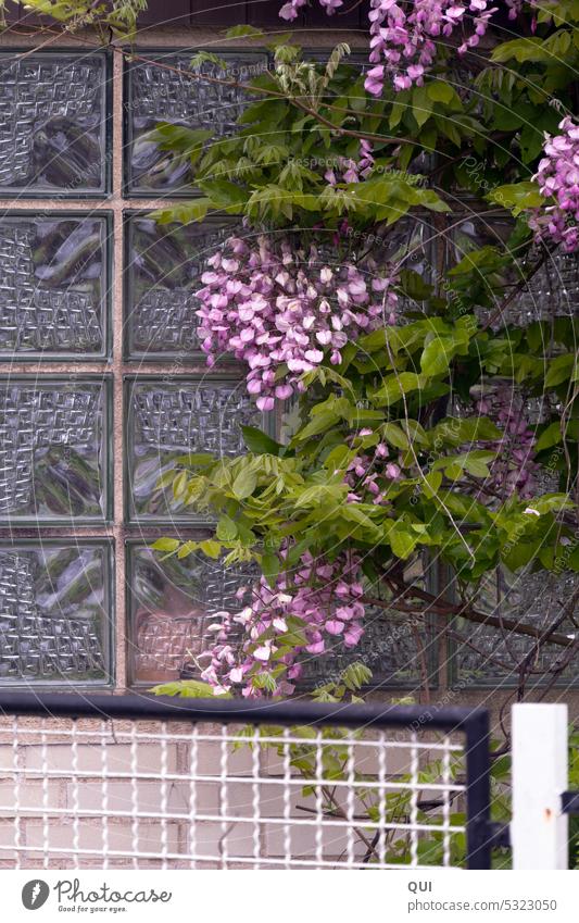 Glass blocks with blue rain... like back then Fence Blue rain creeper Window purple Climbing Overgrown Plant blossoms old times Former daylight Spring Nature