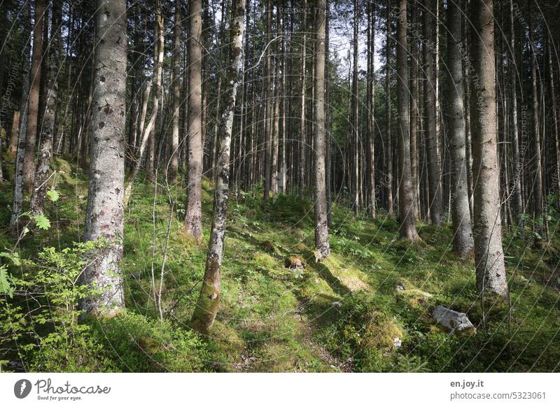 trees in the forest Forest tree trunks conifers Woodground Green Sunlight Light and shadow Nature Landscape Tree Environment Exterior shot Colour photo Deserted