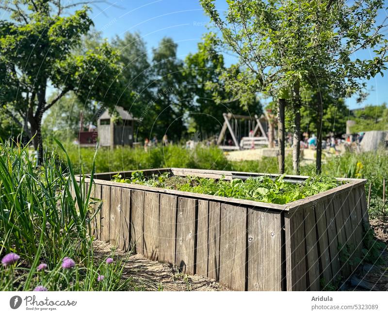 School garden | raised bed and cottage garden with playground in the background Garden Garden Bed (Horticulture) Fruit trees Playground Green Nature Plant