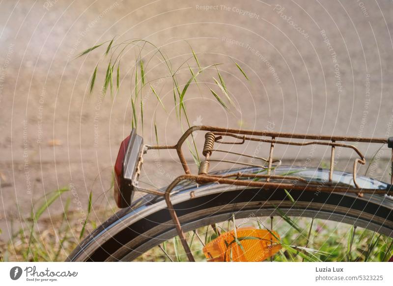 fresh grass grows around an abandoned bicycle... Forget forsake sb./sth. Old rusty Bicycle luggage carrier Rear light Red Bright sunny Spring Green fresh green