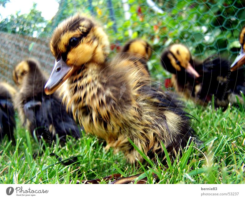 Young duck Chick Animal Duck family Helpless Beak Brown Yellow Green Meadow Spring Leisure and hobbies Nature Arm young pet