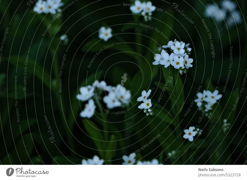 White flowers of forget-me-not (Myosotis) background beautiful beauty bloom blooming blossom blue botanical botany bright closeup flora fresh garden green leaf