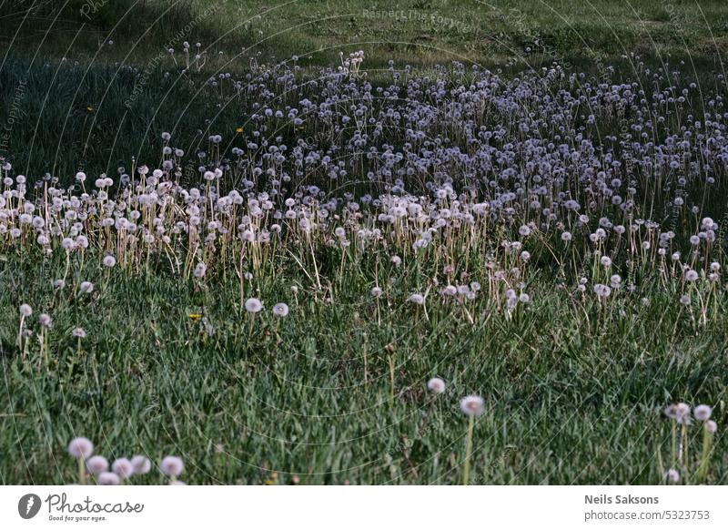 Dandelions on the meadow. Dandelion seeds. background beautiful beauty blowball closeup dandelion delicate environment flower fluff fluffy grass green life