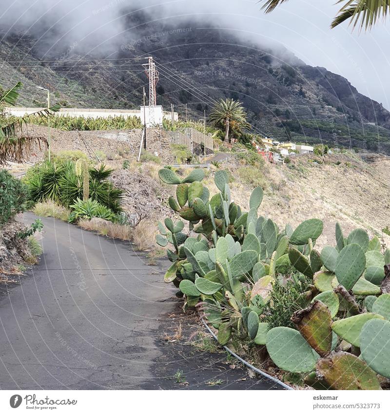 Canary Islands road on La Palma Street mountains Cactus cacti Cactus Pear Clouds Fog Black curt Dark somber melancholically Mountain Landscape Exterior shot