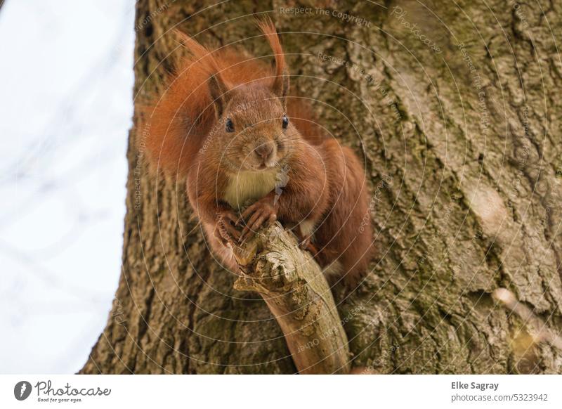 Squirrel in tree -look at camera Animal Pelt Tree Wild animal Mammal Exterior shot Tails naturally Cute Tree trunk Forest Colour photo cute