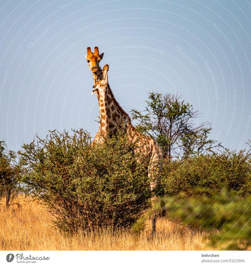 let's cuddle more! Animal face Deserted Tourism Trip Animal portrait Wilderness Kalahari desert Giraffe Animal protection Love of animals Wild animal Fantastic
