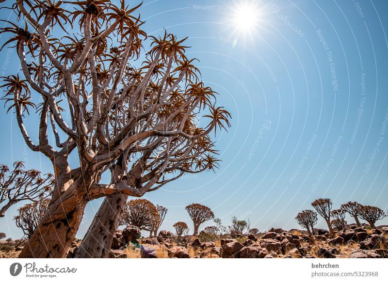 sunstars Plant solar star Kokerboom tree Tree Exceptional Desert Colour photo Impressive especially Africa Namibia Sky Nature Sunlight Namib desert