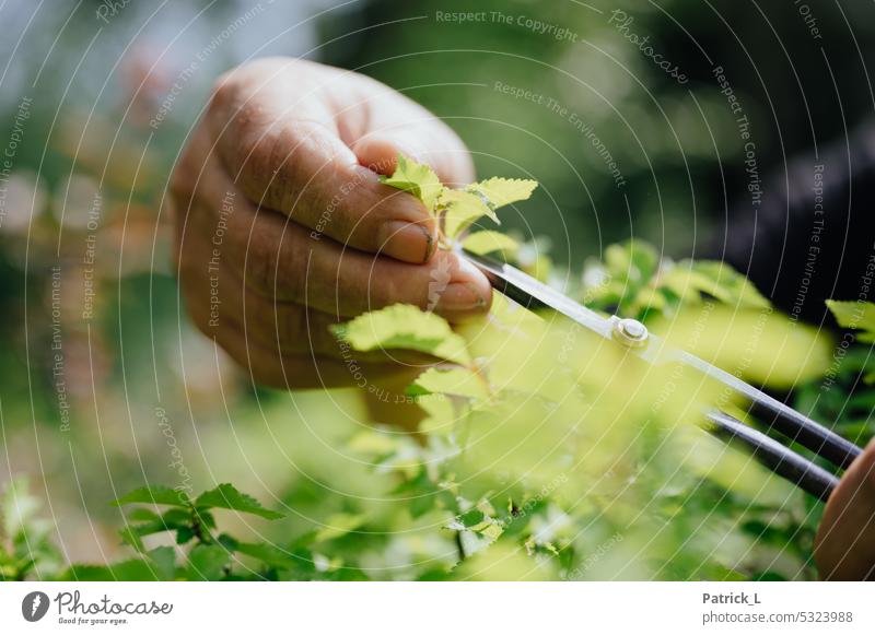 Hand cutting a plant Bonsar Green Tree Plant Nature Small Miniature Growth Colour photo Exterior shot naturally winding bokeh blurriness Claw Gardening Leaf
