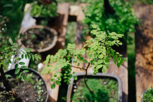A young bonsai viewed from above with focus on the leaves Bonsar Green Tree Plant Nature Small Miniature Growth Colour photo Deserted Exterior shot naturally