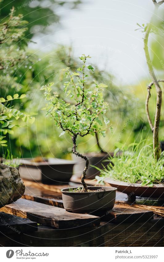 The picture shows a young wired bonsai Bonsar Wire Green Tree Plant Nature Small Miniature Growth Colour photo Deserted Exterior shot naturally winding bokeh