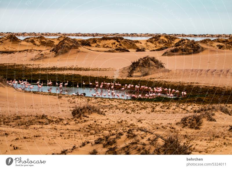 bathing paradise Water Flamingos Free birds Wild animal Sand Desert Namibia Africa Ocean travel Far-off places Wanderlust Vacation & Travel Nature Freedom