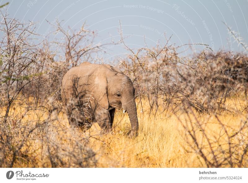 be small Baby elefant young animal Animal portrait disguised covert Bushes Love of animals Animal protection aridity Savannah Grass Impressive especially Sky