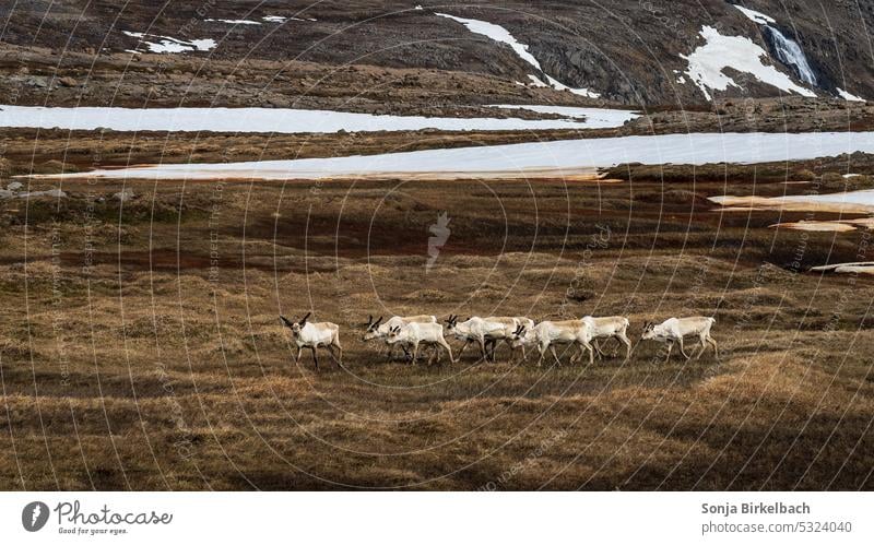 Reindeer wandering through the Icelandic mountains animal world arctic Scandinavia Animal nomadic Snow migrating antlers Herd North Wilderness polar Environment