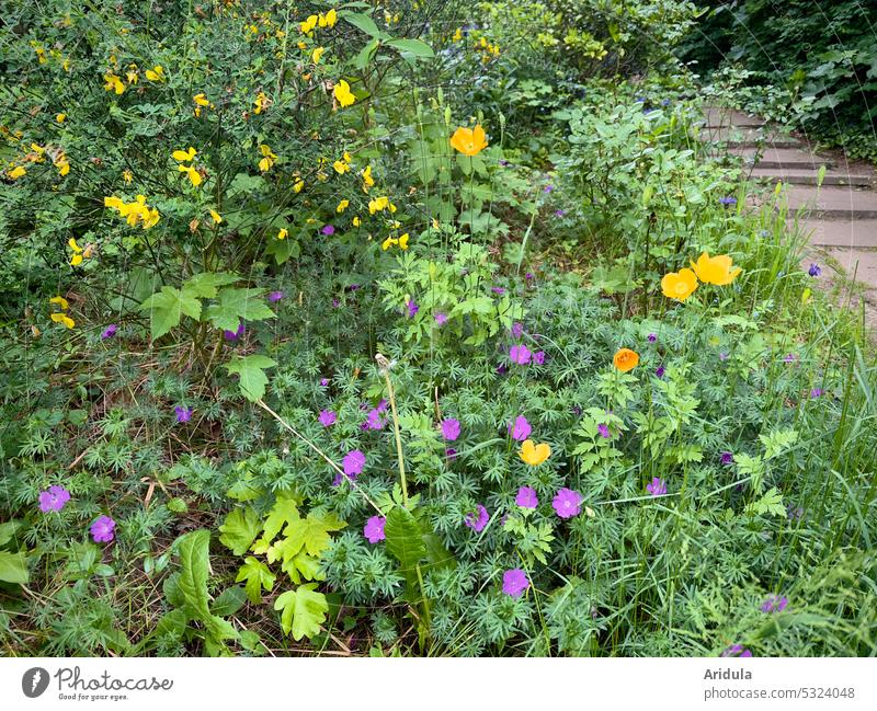 Wild flower bed with stairs flowers Garden Bed (Horticulture) Flower meadow Flowerbed Blossom Plant Nature Blossoming Spring Summer Meadow Grass Green Yellow