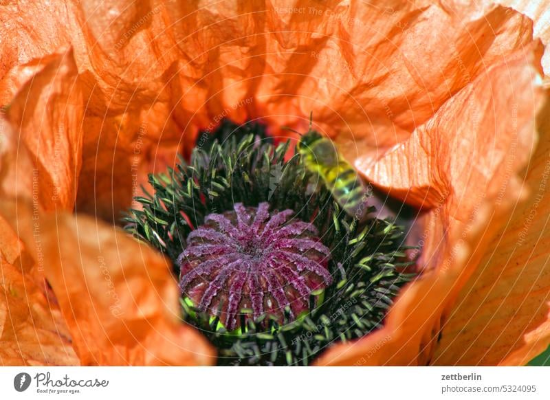 Poppy with bee pollination Insect wild bee Bee Corn poppy inflorescence Blossom leave Depth of field Copy Space Garden plot Holiday season tranquillity Plant