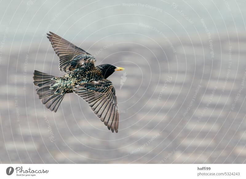 the starling in flight is a starling of flight Starling Bird Wild animal Flying Grand piano Wing pattern feathers extended wings Wild bird Animal Beak plumage