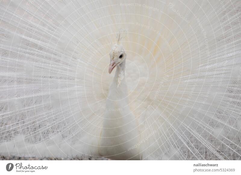 Peacock in park Luxury Wild animal Feathers spread pavo Shallow depth of field Animal face mutation rare white peacock rare bird white feathers Grand piano