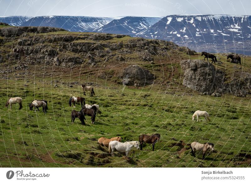 Icelandic horses come in all colors :) Horse Ride Hair Grass Pasture use Pelt Animal Attraction pretty wide migrating Walking travel Territory Summer Landscape