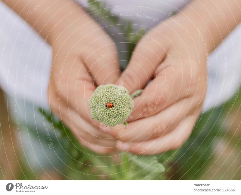 Child holding wildflower with ladybug sitting on it wild flower Ladybird Beetle Red hands Hand Retentive To hold on kindlcih Small macro Close-up detail Detail