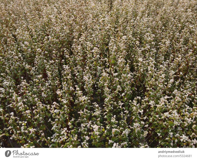 buckwheat field from the air. Aerial flying above stunning beautiful fields with buckwheat blossom. Wonderful drone video above white flowers for ecological concept.