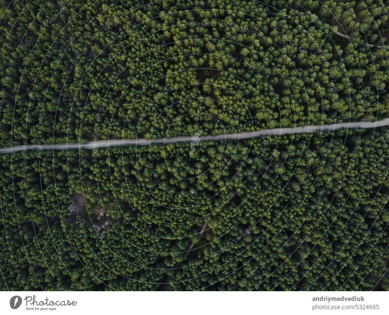 Aerial top view of a country road through a fir forest in summer in rural. pine forest from above. road in the pine forest outdoor green background landscape