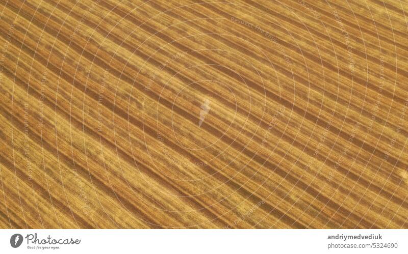 Wheat field. Aerial view on a field with beveled cereals and the village. Shooting from a drone. texture with lines harvest yellow landscape wheat agriculture