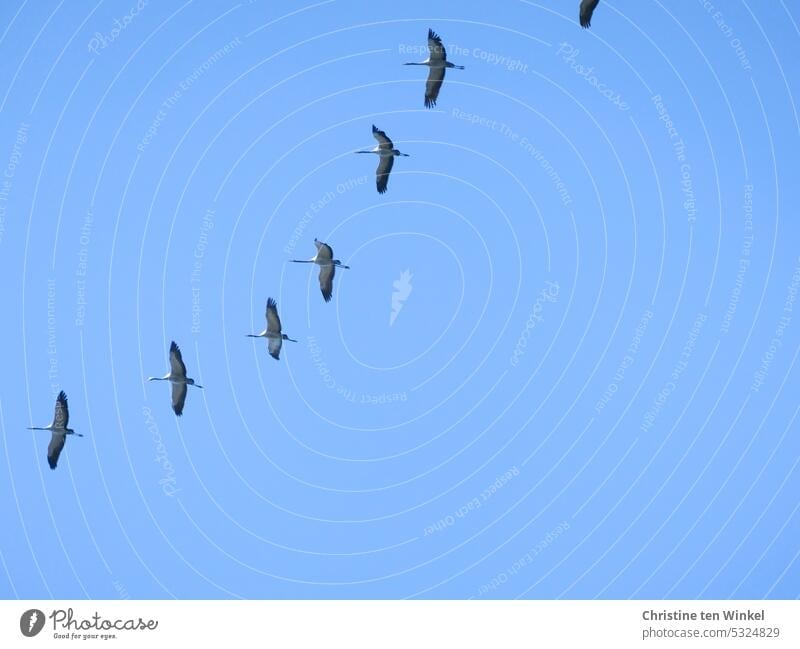 Cranes in blue sky Formation flying crane flight Cranes in the sky Migratory birds Wild Birds animals Wildlife Freedom Flight of the birds Group of animals