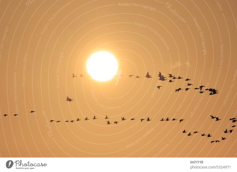 Evening flight of geese at sunset Nature Sky Light evening light golden Yellow Sun Sunlight Sunset hazy animals birds Flight of the birds Flying Formation Chain