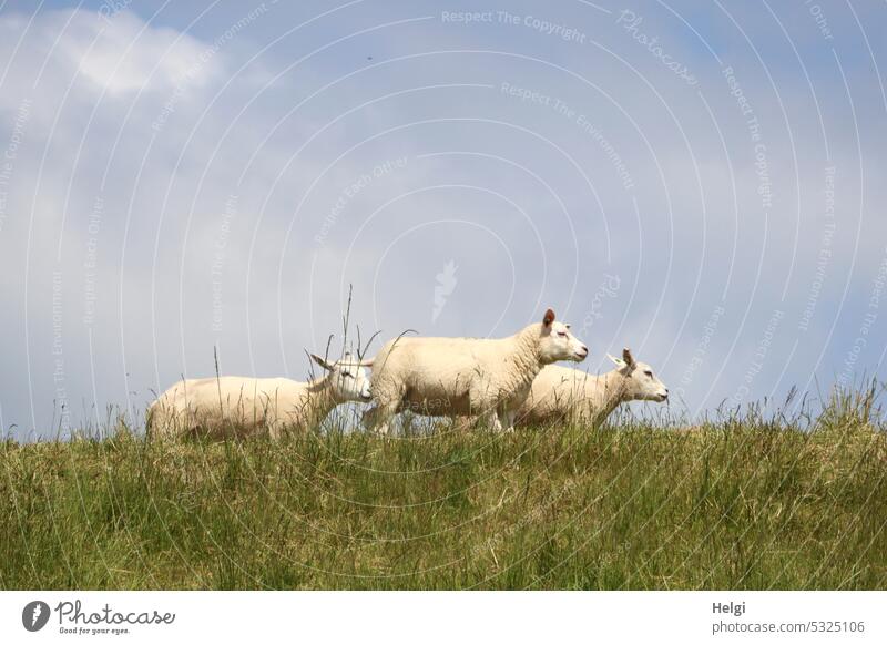 three sheep standing on the dike against blue gray sky Sheep Dike Animal Farm animal Grass Sky Clouds Meadow Nature Exterior shot Landscape Willow tree