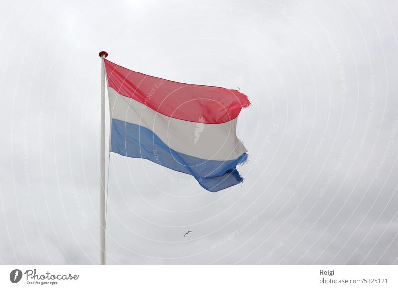 Flag of the Netherlands waving in the wind against cloudy sky, in the background a tiny appearing seagull flag Blow Wind Sky Clouds Seagull Nationality Flagpole