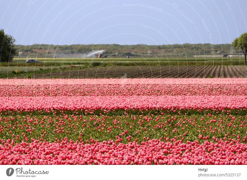 blooming tulip fields in the Netherlands Tulip field Tulip blossom tulip breeding Plant Flower dutch Field Colour photo Spring Nature Blossom Blossoming