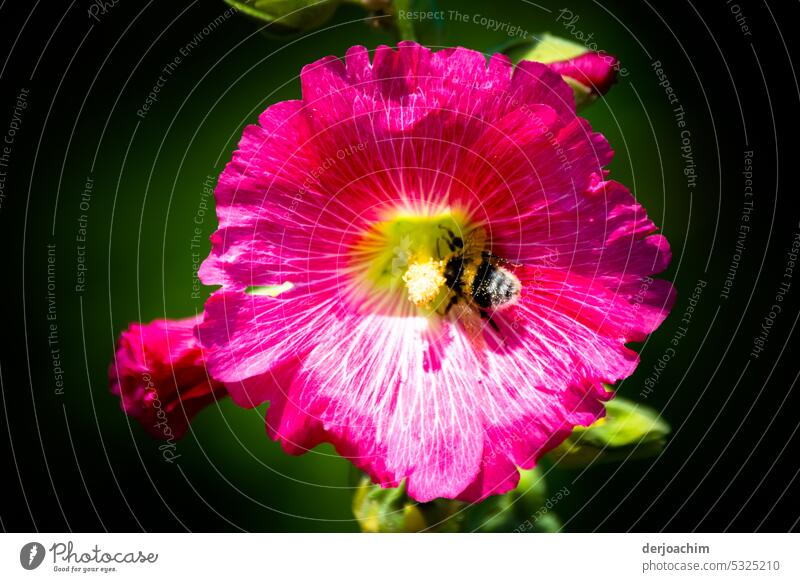 Quite charming colors of hollyhock - Alcea rosea - with bee. Rose blossom Blossoming Flower pretty Romance Summer Colour photo Pink Close-up Deserted naturally