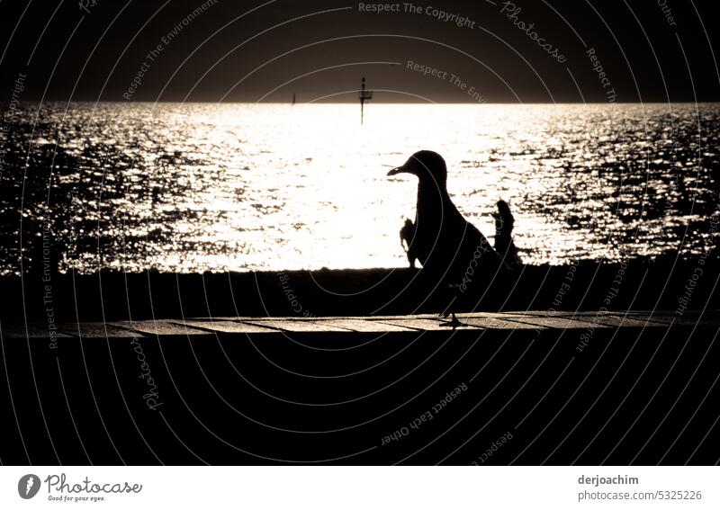 A seagull enjoys the evening sun on the beach. Ocean Beach Sky coast Seagull Bird Freedom Nature White Summer Beak Dark Animal sits Evening Deserted