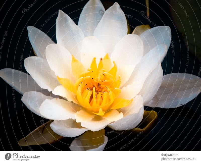 Eye-catcher. A white water lily - Nymphaeaceae -. water lily blossom Pond Lake Calm Deserted Plant Day Environment Nature Exterior shot naturally Colour photo