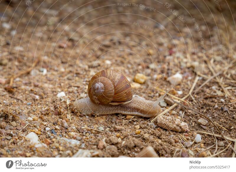 A snail crawls over sand (snail) Crumpet Vineyard snail escargot Snail shell Animal Slowly Feeler Slimy Brown Mollusk Speed snail shelter creep