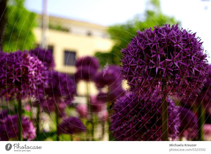 dark purple allium balls, 15 pieces, one sharp the rest as a beautiful bouquet, place for text, fullness, spring star-shaped Close-up blurriness Detail Nature