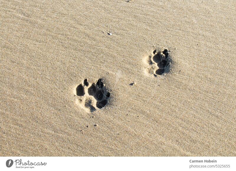 Abdruck von zwei Hundepfoten im Sand Meer Pfoten Urlaub Wasser reise sommer Erholung Strand Sandstrand ferien Freiheit freizeit