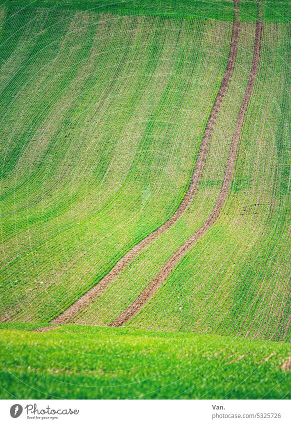 two lanes Field acre Green Tracks Tractor Agriculture Landscape Nature Plant Exterior shot Deserted Grass