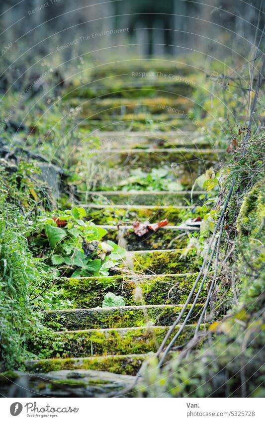 upstairs Stairs Moss Green Nature Overgrown foliage stagger Upward Deserted