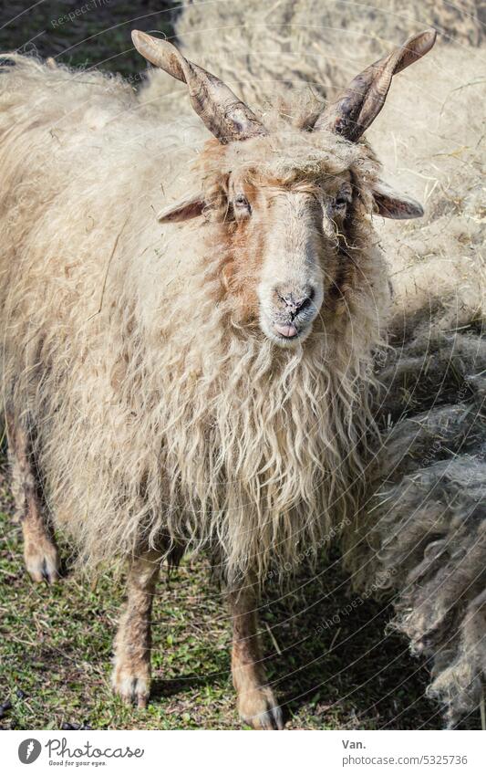 Quite a sheep Sheep Animal Wool horns Pelt Nature Meadow Exterior shot Herd Animal portrait Farm animal Deserted Day Colour photo
