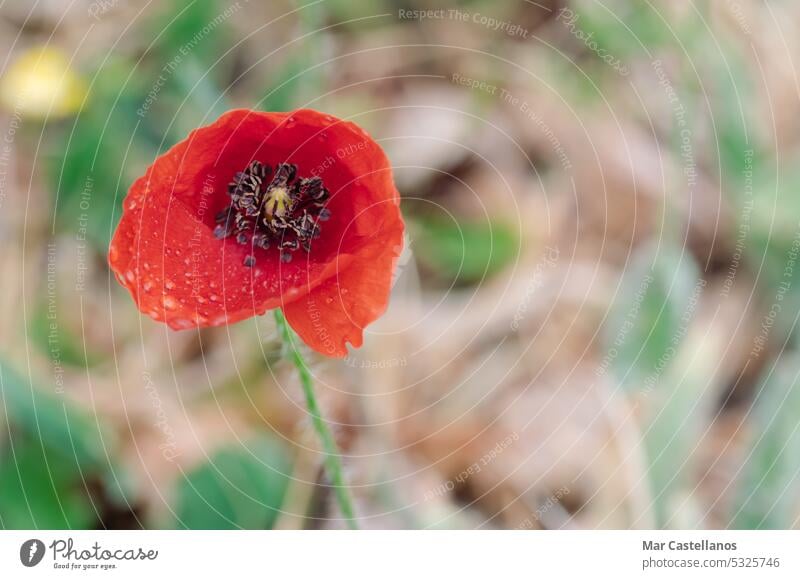 Red poppy flower with water drops on the petals in the garden. flora bloom nature spring plant floral field blooming background meadow blossom grass green