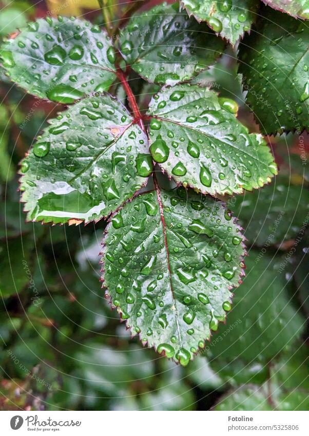 The leaves of a rose bush are wet from the rain. Many grumble about the rain, but because of it these leaves are so beautiful lush green. Thank you rain! Leaf
