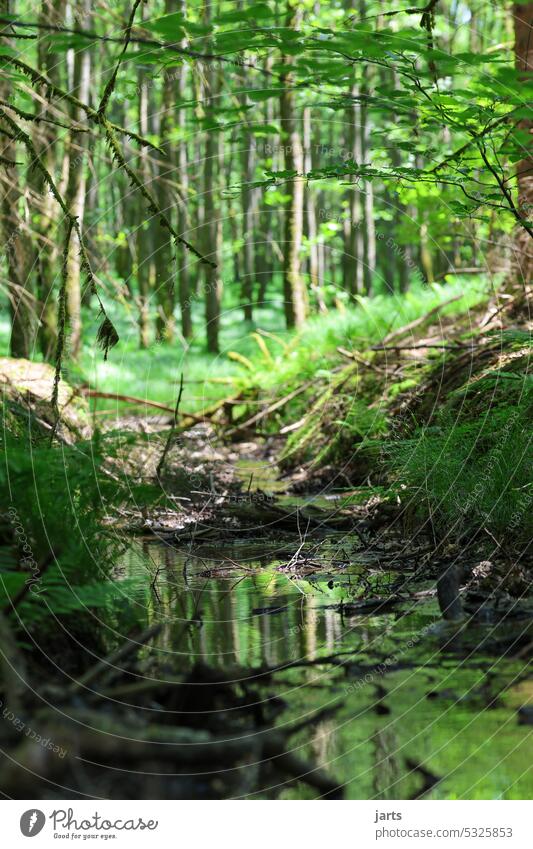 small stream in an idyllic green forest idyllically Idyll Forest Brook bachlauf Green Sun reflection Nature Landscape Water Environment Tree Calm Reflection